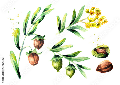 Fototapeta Naklejka Na Ścianę i Meble -  Jojoba plant set. Watercolor hand drawn illustration