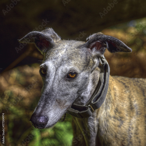 light brown greyhound square