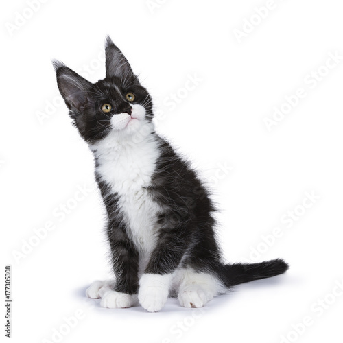 Black smoke Maine Coon kitten sitting with titeld head looking up isolated on white background