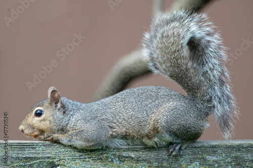 Rlaxing Eastern Grey Squirrel photo