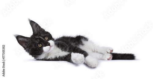 Black smoke Maine Coon kitten lying looking up isolated on white background