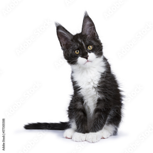 Black smoke Maine Coon kitten sitting with titeld head looking to the side isolated on white background © Nynke