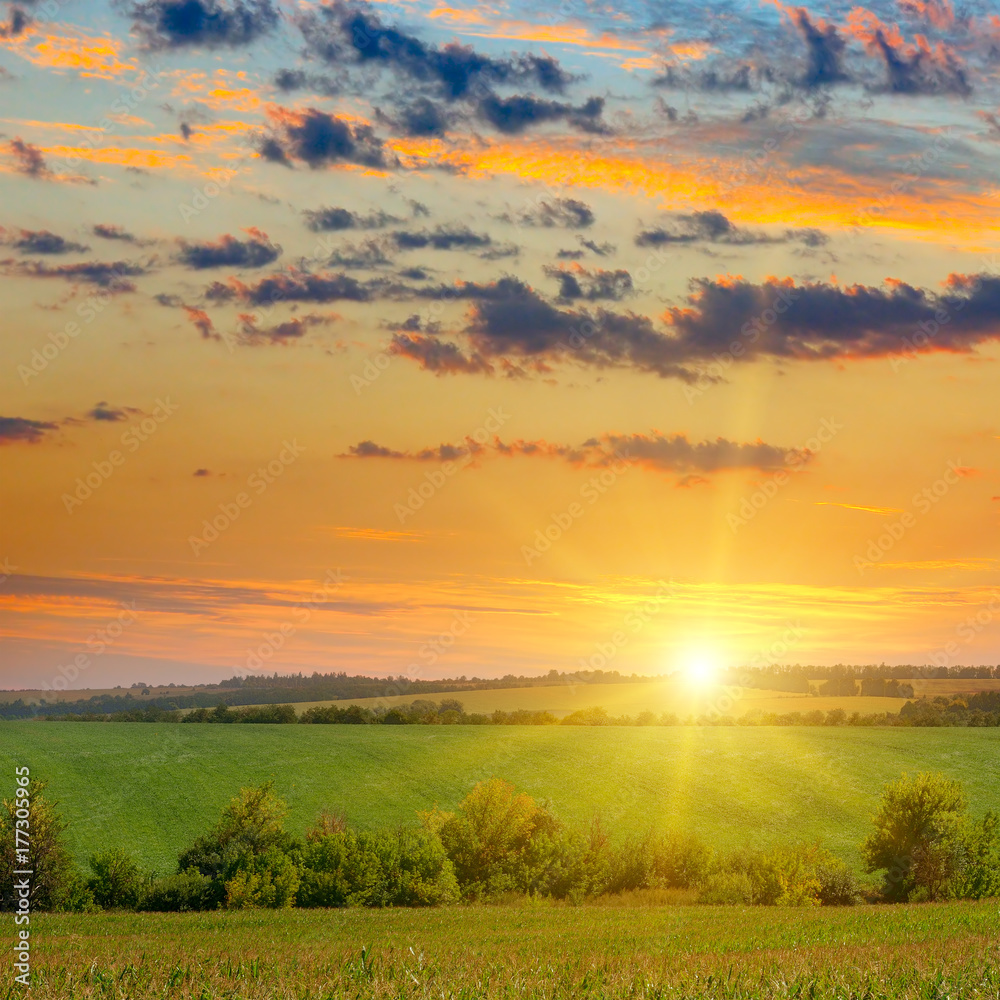 corn field and sunrise on blue sky corn field and sunrise on blue sky