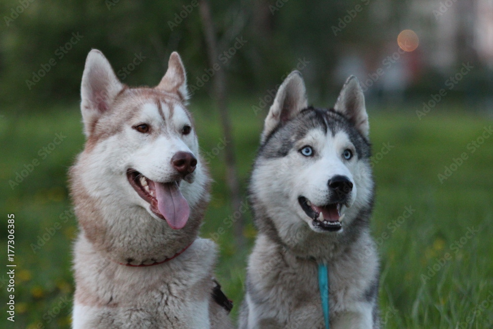 Siberian husky family. One with brown and one with blue eyes. Walk in the park.
