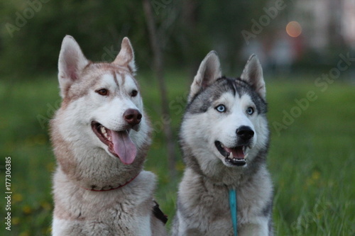 Siberian husky family. One with brown and one with blue eyes. Walk in the park.  