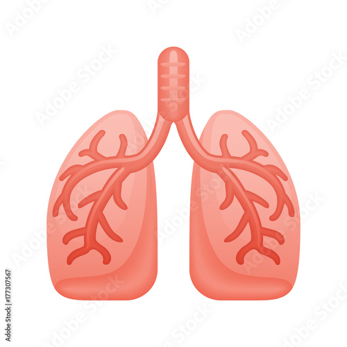 Human Lungs - Novo Icons. A professional, pixel-aligned icon designed on a 32 x 32 pixel grid and redesigned on a 16 x 16 pixel grid for very small sizes.