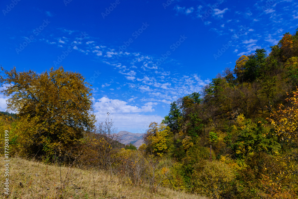 Fototapeta premium Mountain forest in autumn colors
