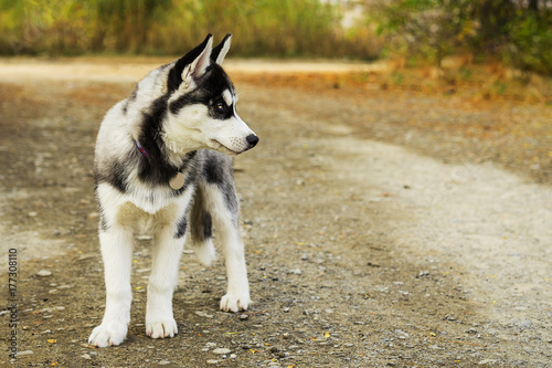 Portrait of a cute Siberian hussy puppy, standing on a alley in autumn park