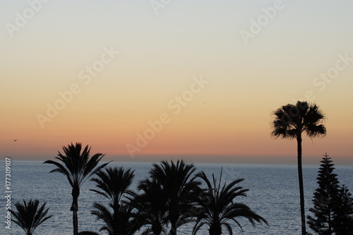 Palmen am Meer im Abendlicht