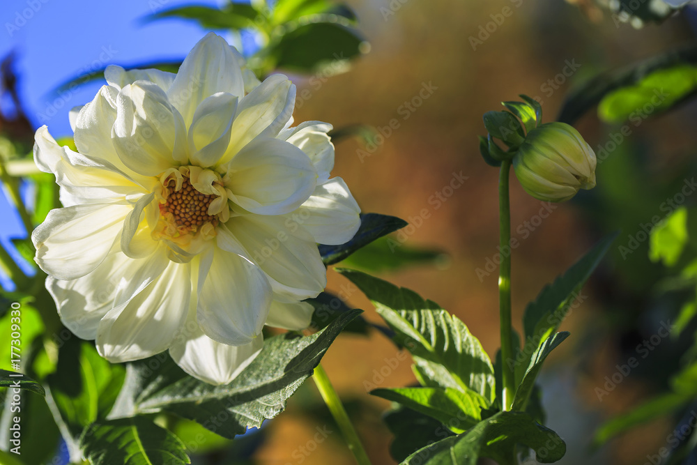 dahlia, flower, white, plant, garden, nature, sunny, autumn dahlia, flower, white, plant, garden, nature, sunny, autumn