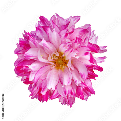 single pink flower dahlia