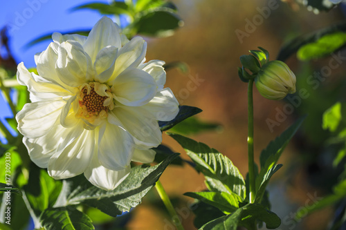 dahlia, flower, white, plant, garden, nature, sunny, autumn