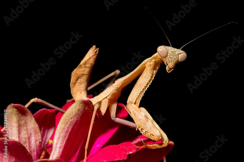 Preying Mantis on Flower