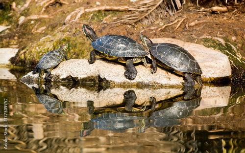 Turtle Family on a Rock