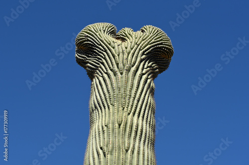 Crested Saguaro - Kaktus mit Mutation