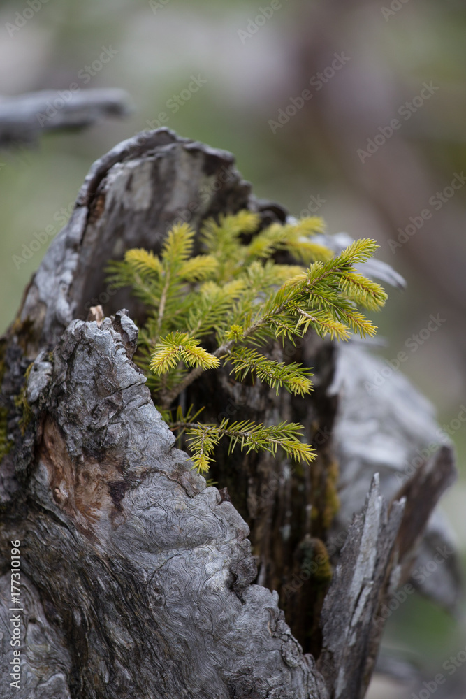 Obraz premium Tree in Tree