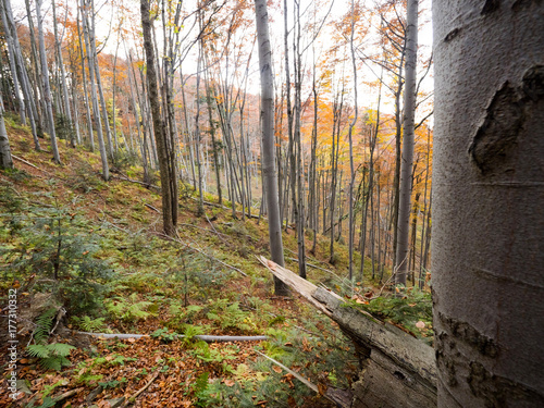 Fototapeta Naklejka Na Ścianę i Meble -  Jesień w puszczy bukowej