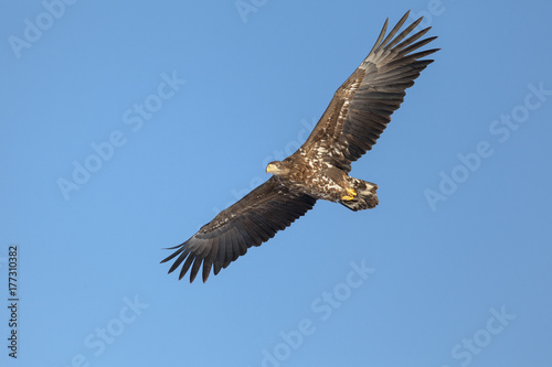 A white tailed eagle glides through the air against a background of blue sky.
