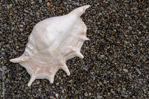 Seashell top on the beach, on the pebble stones, closeup, beautiful background photo