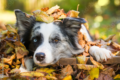 Fototapeta Naklejka Na Ścianę i Meble -  Border Collie im Herbst