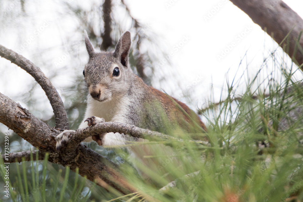 Fototapeta premium Abert's Squirrel