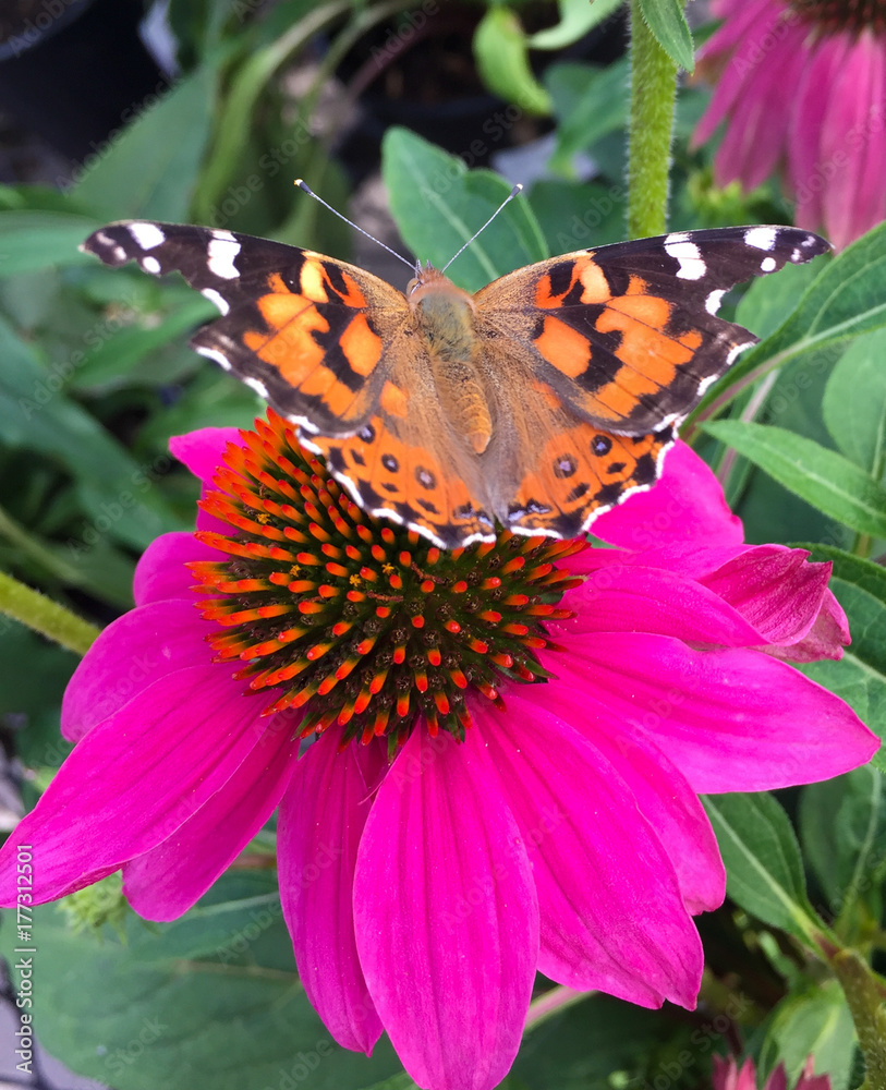 Obraz premium Beauty in Color