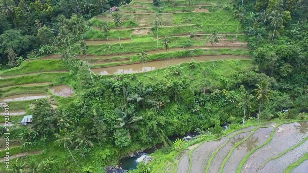 Aerial view rice fields Aerial view rice fields