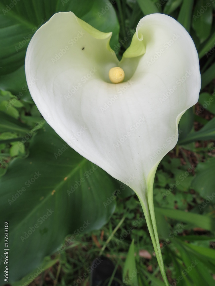 Obraz premium Flower