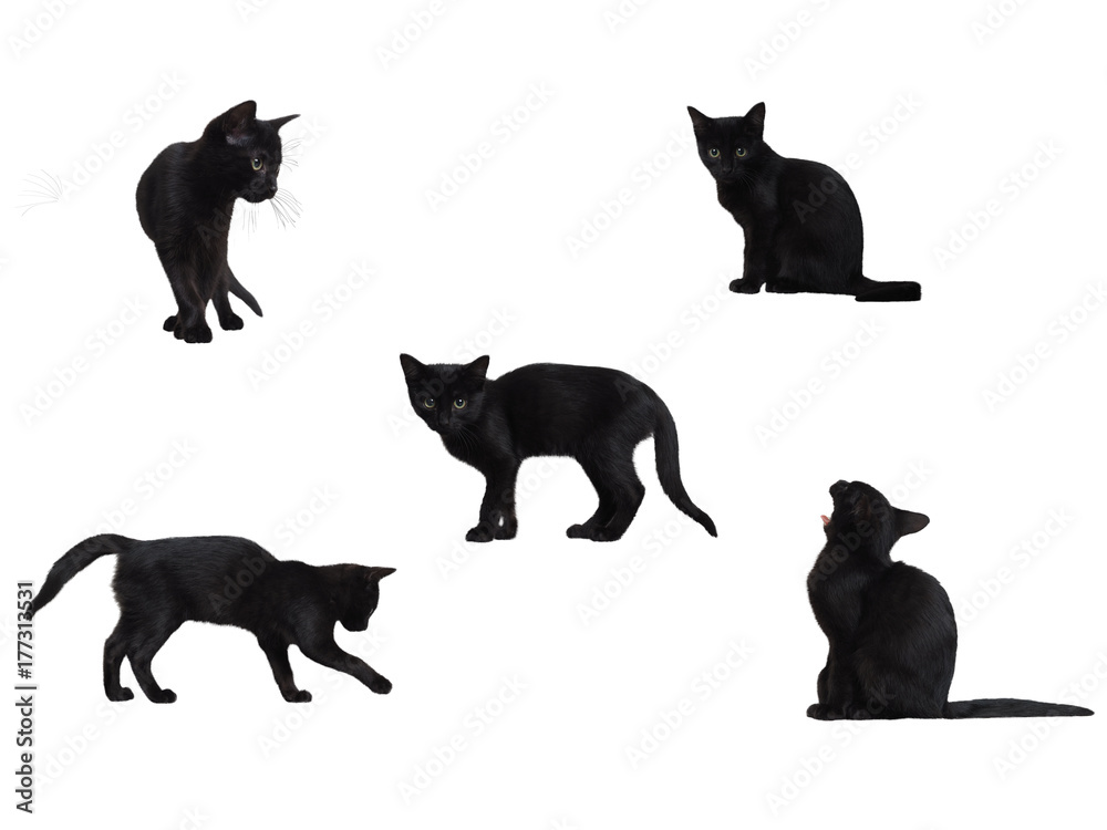 Black cats in different poses on white background