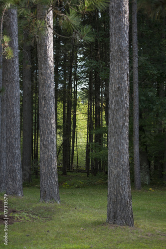 Fototapeta Naklejka Na Ścianę i Meble -  Darkwoods Entrance, Jack pines in the foreground, heavily shadowed shallow woods, and brightly lit poplars in the distance.