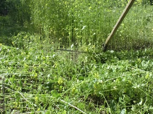 A man is mowing a mustard grass with spit.