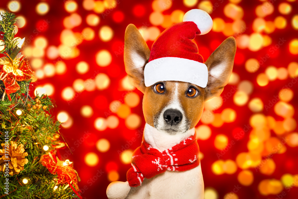 christmas santa claus dog christmas santa claus dog