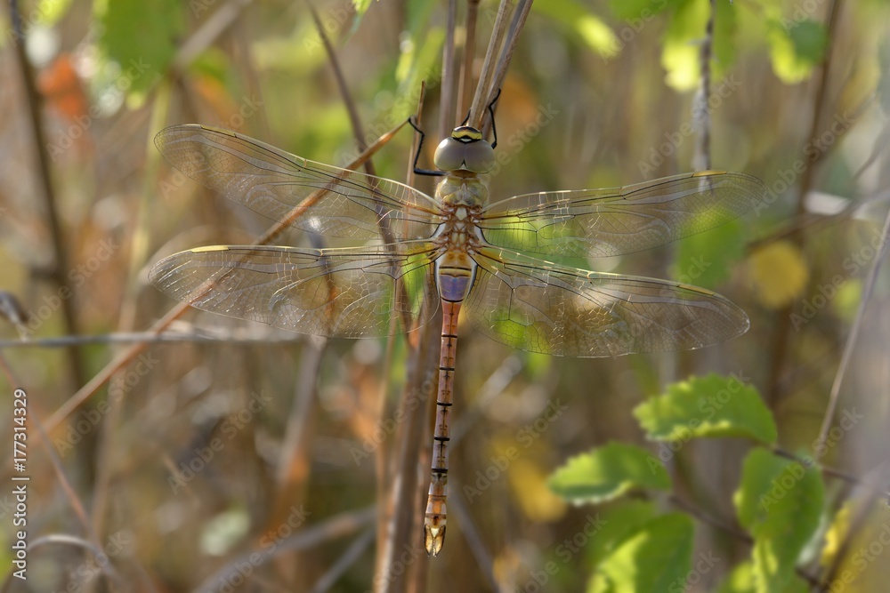 Libellula posata su rametto-Anax ephippiger,maschio