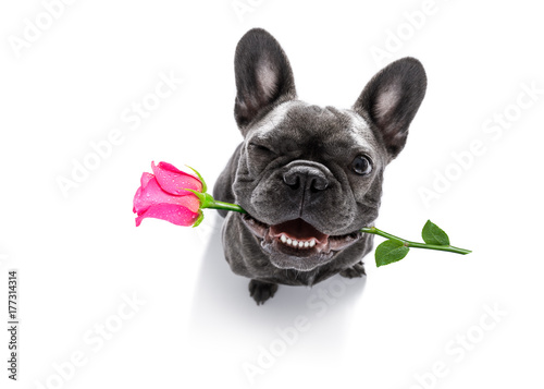 dog looks up with rose for valentines © Javier brosch