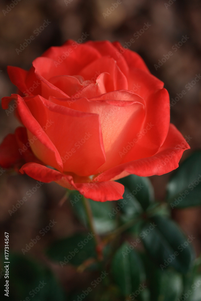 Light red rose in soft morning light with dew on the petals, soft background, and selective focus. Light red rose in soft morning light with dew on the petals, soft background, and selective focus.