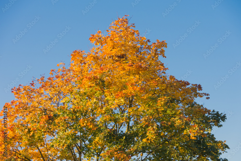 Herbstlaub eines Ahornbaumes vor blauem Himmel