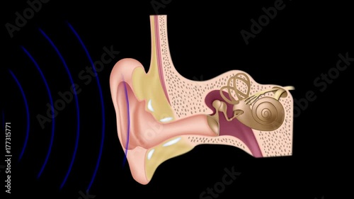 Mechanism of hearing: Sound waves vibrations are detected by the ear and transduced into nerve impulses that are perceived by the brain. 