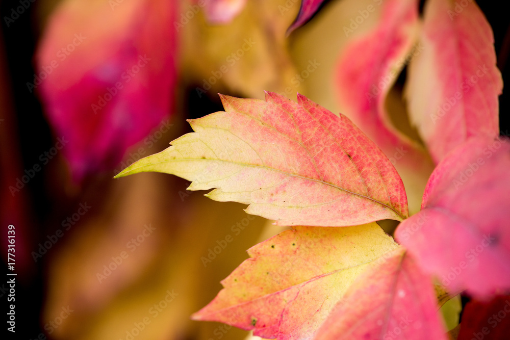 autumn leaves autumn leaves