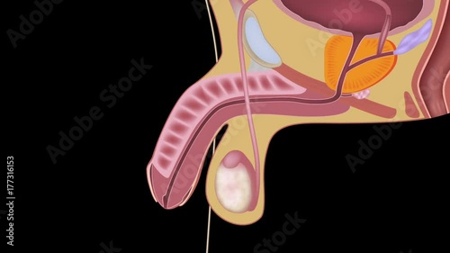 Male reproductive system animation 