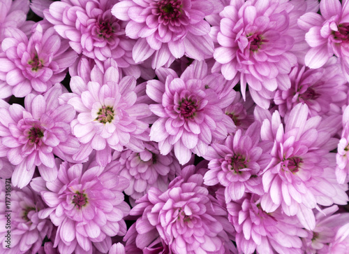 Pink chrysanths flowers on a sunny day