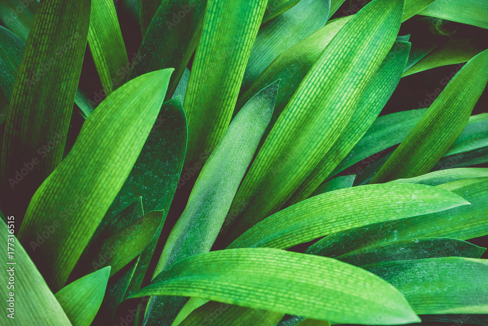 Fototapeta premium Green tropical leaves