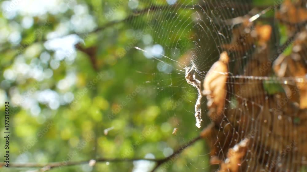 The spider is sitting on a cobweb. The web is poured into the sun. Stedikam shot is suitable for the background. The spider is sitting on a cobweb. The web is poured into the sun. Stedikam shot is suitable for the background.