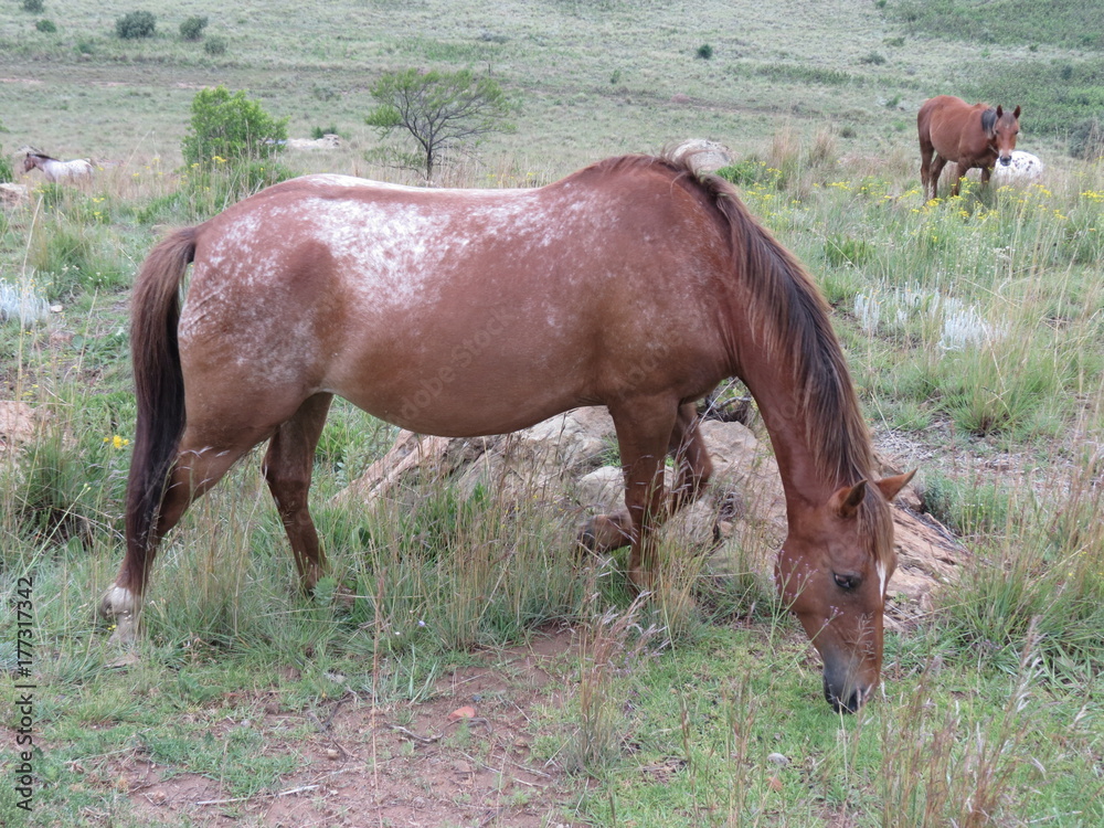 Fototapeta premium Horse