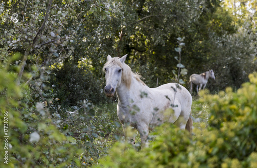 A white horse stands in the bushes in the Camargue national park in France