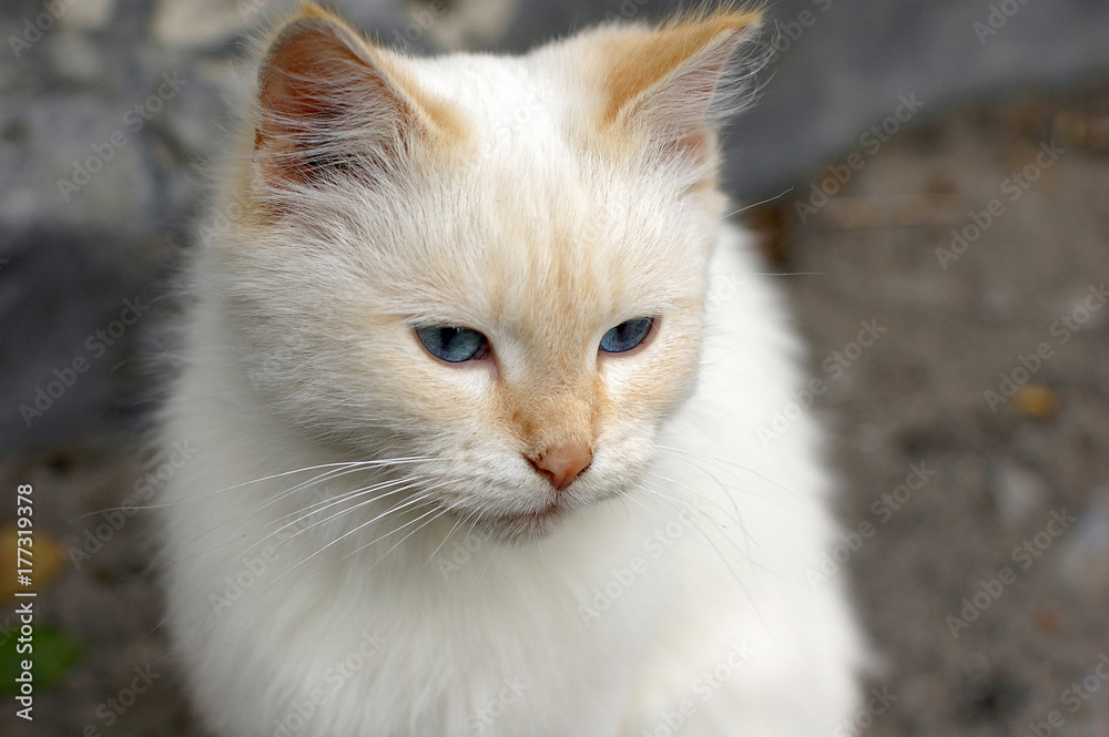 A little white cat lives in a hospital courtyard and feeds on what visitors bring