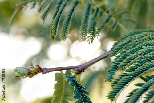 isolated accasia thorn tree leaves budding