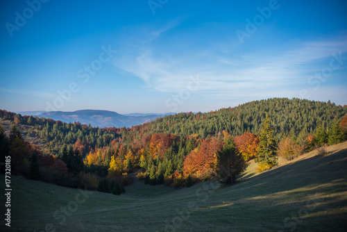 field and forest in autumn colors 