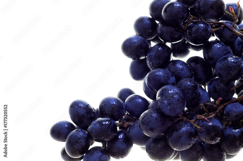 Grapes isolated. Dark Blue grapes isolated on the white background. Wet fruit Grapes isolated. Dark Blue grapes isolated on the white background. Wet fruit