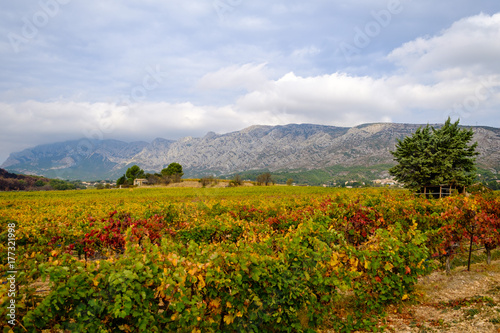 Vue sur la montagne Sainte-Victoire en automne, les vignobles au premier plan, ciel avec les nuages.