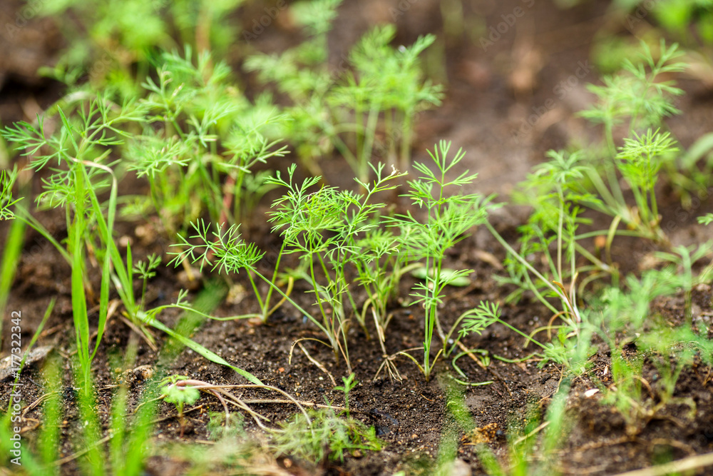 young shoots of dill young shoots of dill